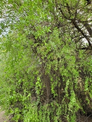 Prosopis juliflora