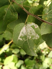 Phyllocnistis unipunctella