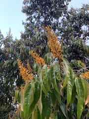 Vochysia pyramidalis