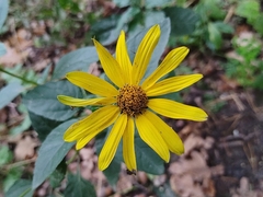 Helianthus tuberosus