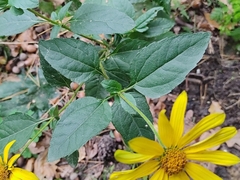 Helianthus tuberosus
