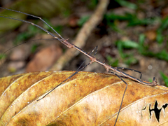 Stheneboea repudiosa