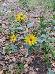 Helianthus tuberosus