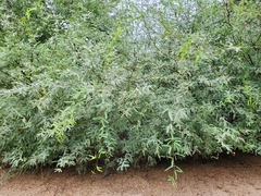 Prosopis juliflora