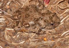 Cacosternum capense