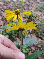 Helianthus tuberosus