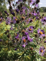 Symphyotrichum novae-angliae