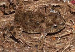 Cacosternum capense