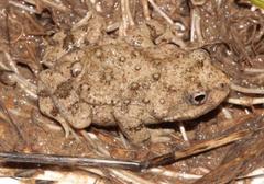 Cacosternum capense