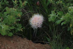 Haemanthus humilis hirsutus