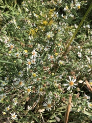 Symphyotrichum lanceolatum