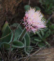 Haemanthus humilis hirsutus