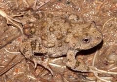 Cacosternum capense