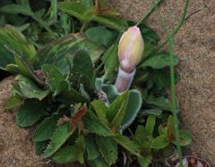 Haemanthus humilis hirsutus
