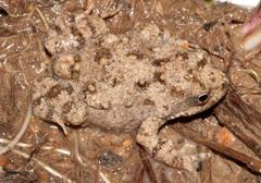 Cacosternum capense