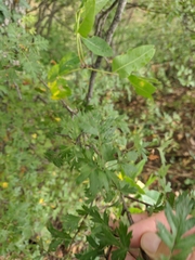 Crataegus pentagyna