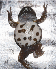 Cacosternum capense