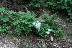 Aruncus sylvester sylvester