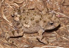 Cacosternum capense
