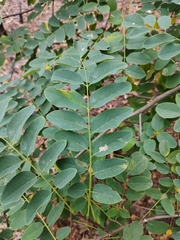 Robinia pseudoacacia