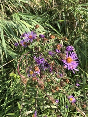 Symphyotrichum novae-angliae