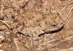 Cacosternum capense