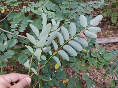 Robinia pseudoacacia