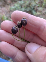 Crataegus pentagyna