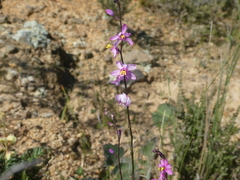Ixia scillaris scillaris