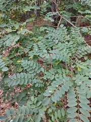 Robinia pseudoacacia