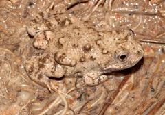 Cacosternum capense
