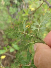 Crataegus pentagyna