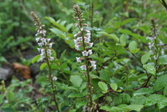 Lysimachia lichiangensis