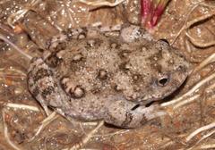 Cacosternum capense