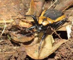 Ectrichodia crux