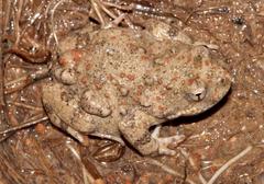 Cacosternum capense