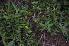 Leobordea divaricata