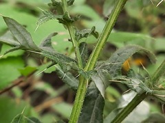 Cirsium ciliatum
