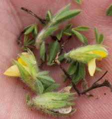 Leobordea divaricata