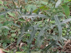 Cirsium ciliatum