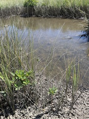 Juncus roemerianus