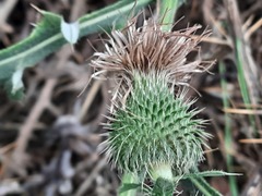 Cirsium ciliatum