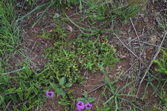 Leobordea divaricata