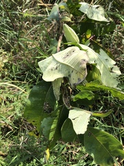 Asclepias syriaca