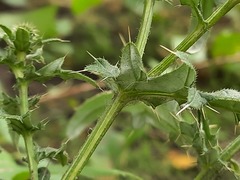 Cirsium ciliatum