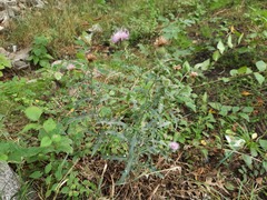 Cirsium ciliatum