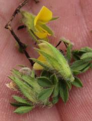 Leobordea divaricata