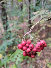 Sorbus aucuparia
