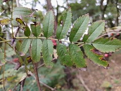 Sorbus aucuparia