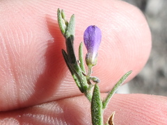 Hebecarpa macradenia